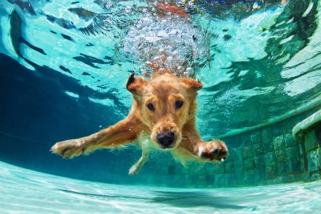 Hond zie na zwemmen. Wat te doen bij vergifitiging?