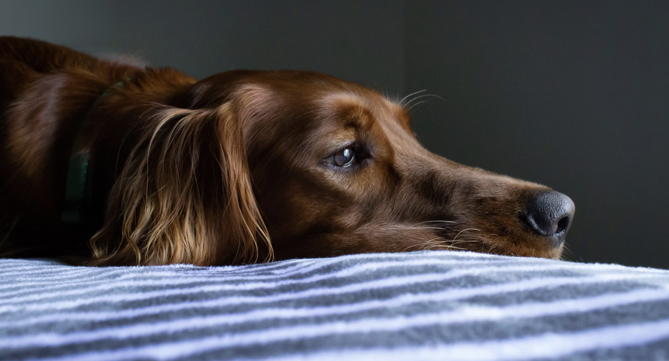 Dit zijn de kosten voor het verwijderen van een tumor bij een hond ...